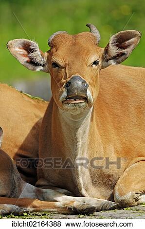 Stock Photo - Banteng or Tembadau (Bos javanicus), Asian species, Czech Republic, Europe. Fotosearch