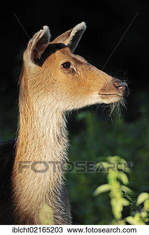 Barasingha Deer or Swamp Deer (Cervus duvaucelii), female, portrait, Keoladeo Ghana National Park, Rajasthan, India, Asia View Large Photo Image Stock Image - Barasingha Deer or Swamp Deer (Cervus duvaucelii), female, portrait, Keoladeo Ghana National Park, Rajasthan, India, Asia. Fotosearch