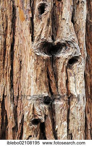 Bark of a Giant sequoia or Sierra redwood (Sequoiadendron giganteum) in Mariposa Grove, Yosemite National Park, California, USA, North America View Large Photo Image Stock Photography - Bark of a Giant sequoia or Sierra redwood (Sequoiadendron giganteum) in Mariposa Grove, Yosemite National Park, California, USA, North America. Fotosearch