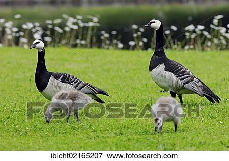 Stock Photo - Barnacle Geese (Branta leucopsis) with goslings, Netherlands, Europe. Fotosearch