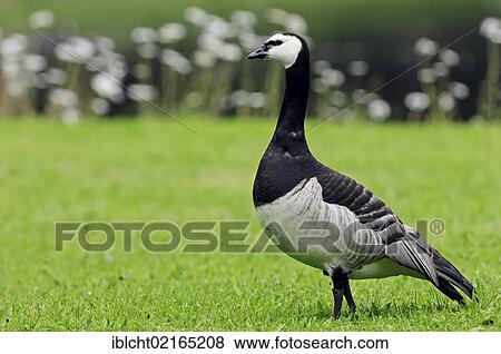 Barnacle Goose (Branta leucopsis), Netherlands, Europe View Large Photo Image Stock Photo - Barnacle Goose (Branta leucopsis), Netherlands, Europe. Fotosearch