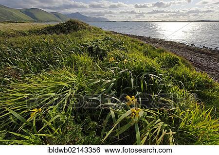 Beach of Glenbeigh in front of the Rossbeigh Peninsula, Ring of Kerry, County Kerry, Ireland, Europe View Large Photo Image Stock Photograph - Beach of Glenbeigh in front of the Rossbeigh Peninsula, Ring of Kerry, County Kerry, Ireland, Europe. Fotosearch