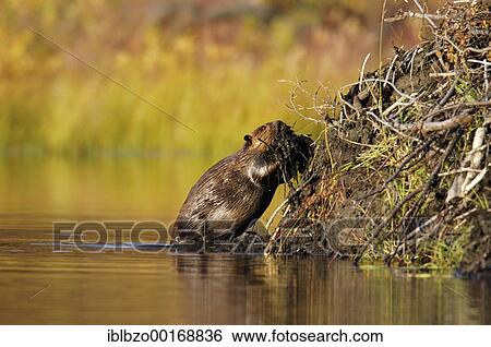 Beaver (Castor canadensis) View Large Photo Image Stock Photograph - Beaver (Castor canadensis). Fotosearch