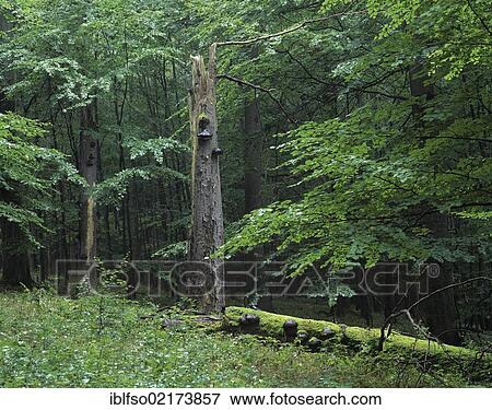 Beech forest (Fagus sylvatica) with deadwood on ground and standing, UNESCO World Natural Heritage Site, Hainich National Park, Thuringia, Germany, Europe View Large Photo Image Stock Photo - Beech forest (Fagus sylvatica) with deadwood on ground and standing, UNESCO World Natural Heritage Site, Hainich National Park, Thuringia, Germany, Europe. Fotosearch