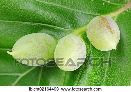 Stock Image - Beech Gallwasp, three galls (Mikiola fagi), North Rhine-Westphalia, Germany, Europe. Fotosearch