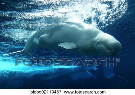 Beluga or White whale (Delphinapterus leucas), SeaWorld, San Diego, California, USA, North America View Large Photo Image Stock Photo - Beluga or White whale (Delphinapterus leucas), SeaWorld, San Diego, California, USA, North America. Fotosearch