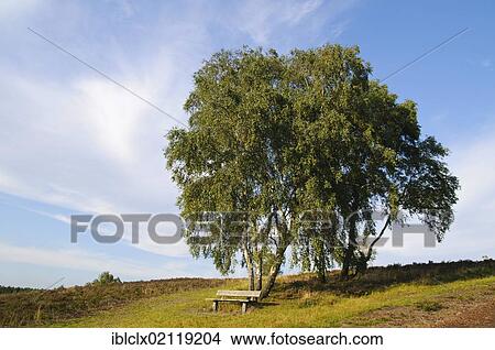 Bench under birches on Brunsberg, Buchholz, Nordheide, Lower Saxony, Germany, Europe View Large Photo Image Picture - Bench under birches on Brunsberg, Buchholz, Nordheide, Lower Saxony, Germany, Europe. Fotosearch