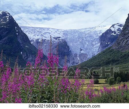 Stock Image - Bergsetbreen Glacier, Rosebay Willowherb (Epilobium angustifolium) in the foreground, Jostedalsbreen, Sogn og Fjordane, Norway, Scandinavia, Europe. Fotosearch