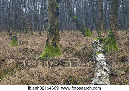 Stock Photo - Birch carr, Downy Birch (Betula pubescens), Hilter, Emsland, Lower Saxony, Germany, Europe. Fotosearch