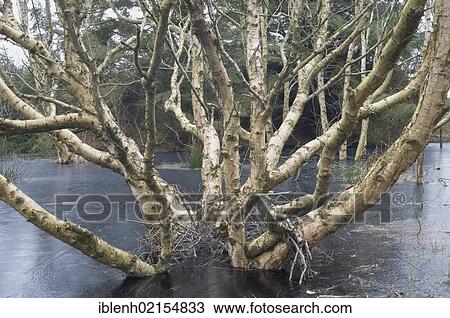 Birch mir, Downy Birch (Betula pubescens), Langeoog, Lower Saxony, Germany, Europe View Large Photo Image Stock Image - Birch mir, Downy Birch (Betula pubescens), Langeoog, Lower Saxony, Germany, Europe. Fotosearch