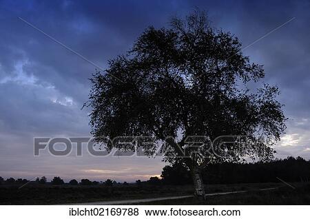 Birch tree in a heath landscape at dawn, Gelderland, Netherlands, Europe, PublicGround View Large Photo Image Stock Photo - Birch tree in a heath landscape at dawn, Gelderland, Netherlands, Europe, PublicGround. Fotosearch