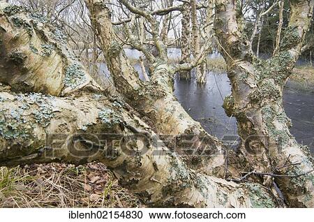 Birch trunks, Downy Birch (Betula pubescens), Langeoog, Lower Saxony, Germany, Europe View Large Photo Image Stock Image - Birch trunks, Downy Birch (Betula pubescens), Langeoog, Lower Saxony, Germany, Europe. Fotosearch