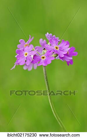 Stock Image - Bird's-eye primrose (Primula farinosa), Berchtesgaden National Park, Bavaria, Germany, Europe. Fotosearch