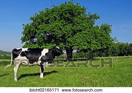 Black and white Holstein-Friesian Cattle on a pasture, North Rhine-Westphalia, Germany, Europe View Large Photo Image Stock Image - Black and white Holstein-Friesian Cattle on a pasture, North Rhine-Westphalia, Germany, Europe. Fotosearch