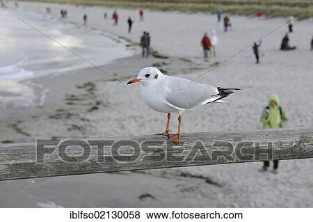 Black-headed Gull (Larus ridibundus) in winter plummage, sitting on the railing of the pier of Prerow, with blurred imags of the beach and people behind it, Darss Peninsula, Bodden Llandscape National Park, Mecklenburg-Western Pomerania, Germany, Europe View Large Photo Image Stock Photo - Black-headed Gull (Larus ridibundus) in winter plummage, sitting on the railing of the pier of Prerow, with blurred imags of the beach and people behind it, Darss Peninsula, Bodden Llandscape National Park, Mecklenburg-Western Pomerania, Germany, Europe. Fotosearch