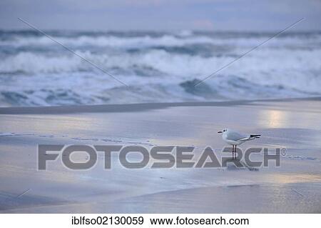 Black-headed Gull (Larus ridibundus) standing on a beach with atmospheric evening light, Darss Peninsula, Bodden Llandscape National Park, Mecklenburg-Western Pomerania, Germany, Europe View Large Photo Image Stock Photo - Black-headed Gull (Larus ridibundus) standing on a beach with atmospheric evening light, Darss Peninsula, Bodden Llandscape National Park, Mecklenburg-Western Pomerania, Germany, Europe. Fotosearch