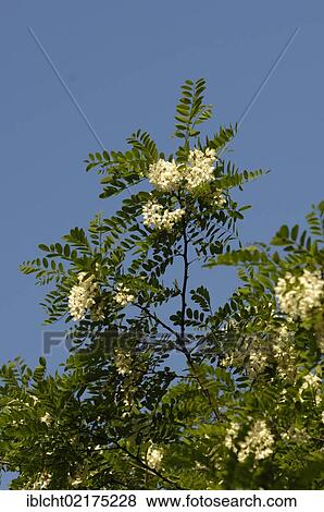Stock Photo - Black Locust, blooming, North Rhine-Westphalia, Germany / (Robinia pseudoacacia) / False Acacia. Fotosearch