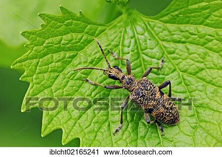 Stock Image - Blackspotted Pliers Support Beetle (Rhagium mordax), North Rhine-Westphalia, Germany, Europe. Fotosearch