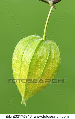 Stock Photograph - Bladder cherry, Chinese lantern, Japanese lantern, or Winter cherry (Physalis franchetii, Physalis alkekengi). Fotosearch