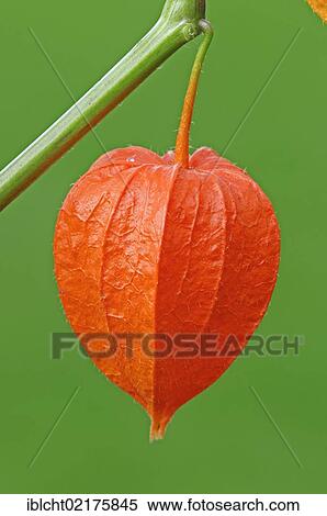 Stock Photography - Bladder cherry, Chinese lantern, Japanese lantern, or Winter cherry (Physalis franchetii, Physalis alkekengi). Fotosearch