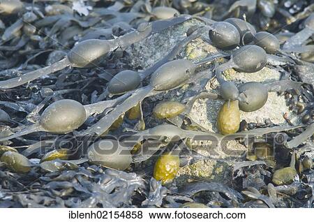 Bladderwrack (Fucus vesiculosus), Langeoog, Lower Saxony, Germany, Europe View Large Photo Image Stock Photo - Bladderwrack (Fucus vesiculosus), Langeoog, Lower Saxony, Germany, Europe. Fotosearch