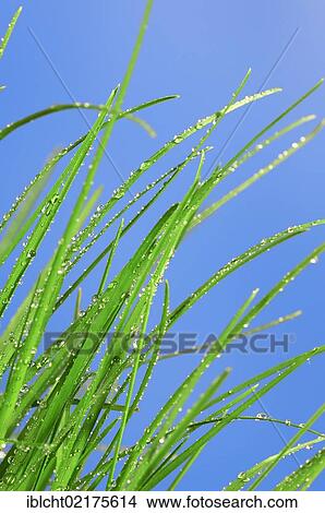 Picture - Blades of Grass (Gramineae) with water droplets against a blue sky. Fotosearch