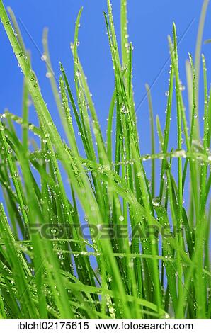 Blades of Grass (Gramineae) with water droplets against a blue sky View Large Photo Image Stock Photography - Blades of Grass (Gramineae) with water droplets against a blue sky. Fotosearch