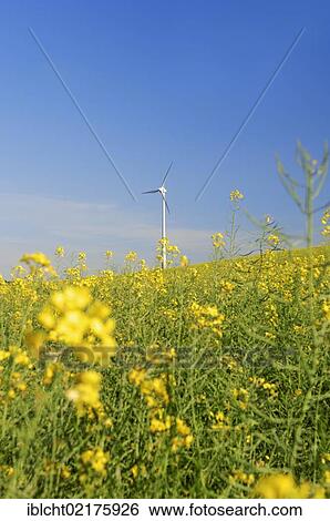 Blooming canola field with wind turbine, North Rhine-Westphalia, Germany, Europe View Large Photo Image Stock Photograph - Blooming canola field with wind turbine, North Rhine-Westphalia, Germany, Europe. Fotosearch