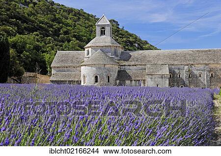 Blooming field of Lavender (Lavandula angustifolia) in front of Senanque Abbey, Gordes, Vaucluse, Provence-Alpes-Cote d'Azur, Southern France, France, Europe View Large Photo Image Picture - Blooming field of Lavender (Lavandula angustifolia) in front of Senanque Abbey, Gordes, Vaucluse, Provence-Alpes-Cote d'Azur, Southern France, France, Europe. Fotosearch