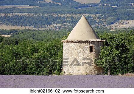 Blooming field of Lavender (Lavandula angustifolia) and a stone tower, Vaucluse, Provence-Alpes-Cote d'Azur, Southern France, France, Europe, PublicGround, Europe View Large Photo Image Stock Image - Blooming field of Lavender (Lavandula angustifolia) and a stone tower, Vaucluse, Provence-Alpes-Cote d'Azur, Southern France, France, Europe, PublicGround, Europe. Fotosearch