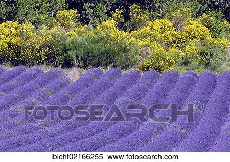 Blooming field of Lavender (Lavandula angustifolia) and Spanish Broom or Weaver's Broom (Spartium junceum), Vaucluse, Provence-Alpes-Cote d'Azur, Southern France, France, Europe, PublicGround, Europe View Large Photo Image Stock Photography - Blooming field of Lavender (Lavandula angustifolia) and Spanish Broom or Weaver's Broom (Spartium junceum), Vaucluse, Provence-Alpes-Cote d'Azur, Southern France, France, Europe, PublicGround, Europe. Fotosearch