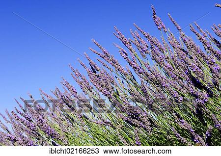 Blooming Lavender (Lavandula angustifolia), Vaucluse, Provence-Alpes-Cote d'Azur, Southern France, France, Europe, PublicGround, Europe View Large Photo Image Stock Image - Blooming Lavender (Lavandula angustifolia), Vaucluse, Provence-Alpes-Cote d'Azur, Southern France, France, Europe, PublicGround, Europe. Fotosearch