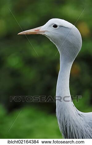 Blue Crane or Stanley Crane (Anthropoides paradisea), portrait, African species, captive, Czech Republic, Europe View Large Photo Image Picture - Blue Crane or Stanley Crane (Anthropoides paradisea), portrait, African species, captive, Czech Republic, Europe. Fotosearch