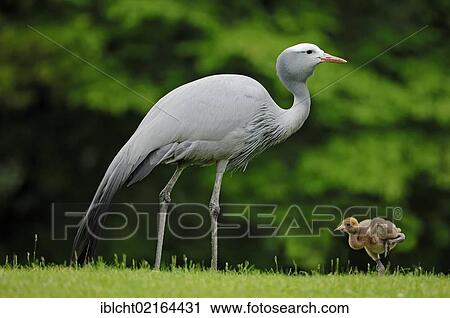 Stock Image - Blue Crane, Stanley Crane or Paradise Crane (Anthropoides paradisea) with chick, African species, captive, Czech Republic, Europe. Fotosearch