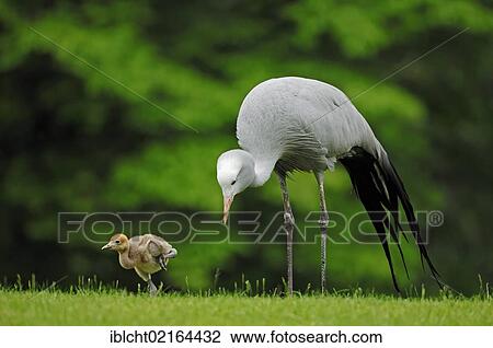 Blue Crane, Stanley Crane or Paradise Crane (Anthropoides paradisea) with chick, African species, captive, Czech Republic, Europe View Large Photo Image Stock Image - Blue Crane, Stanley Crane or Paradise Crane (Anthropoides paradisea) with chick, African species, captive, Czech Republic, Europe. Fotosearch