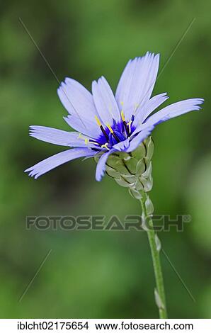 Picture - Blue Cupid's Dart, Provence, Southern France / (Catananche caerulea). Fotosearch