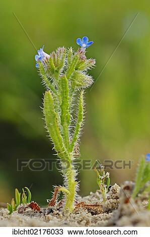 Blue Scorpion-grass or Stiff Forget-me-not (Myosotis stricta), Texel, The Netherlands, Europe View Large Photo Image Stock Image - Blue Scorpion-grass or Stiff Forget-me-not (Myosotis stricta), Texel, The Netherlands, Europe. Fotosearch