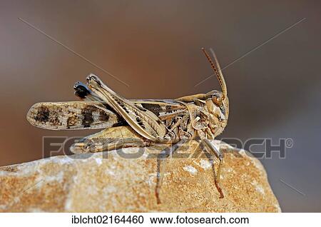 Stock Image - Blue-winged Grasshopper or Red Sand Grashopper (Sphingonotus caerulans), Provence, Southern France, France, Europe. Fotosearch
