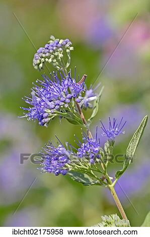 Stock Photo - Bluebeard (Caryopteris x clandonensis), flowering. Fotosearch
