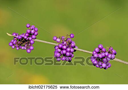 Stock Photography - Bodinier Beautyberry (Callicarpa giraldii, Callicarpa bodinieri var. giraldii), branch with fruit, native to China. Fotosearch