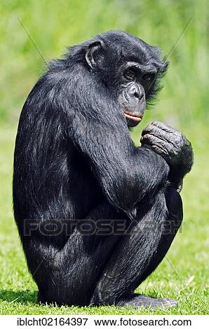 Stock Photo - Bonobo or Pygmy chimpanzee (Pan paniscus), African species, captive, Florida, USA, North America. Fotosearch