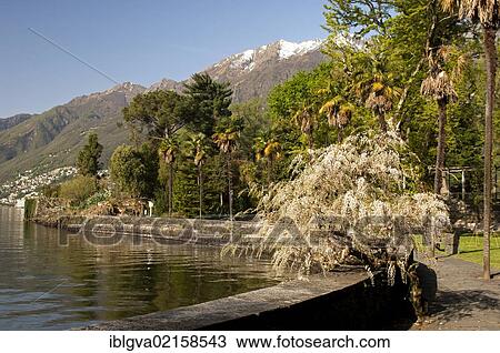 Botanical Gardens of the Canton Ticino on Isola Grande, Brissago Islands in Lake Maggiore, Ticino, Switzerland, Europe View Large Photo Image Stock Image - Botanical Gardens of the Canton Ticino on Isola Grande, Brissago Islands in Lake Maggiore, Ticino, Switzerland, Europe. Fotosearch