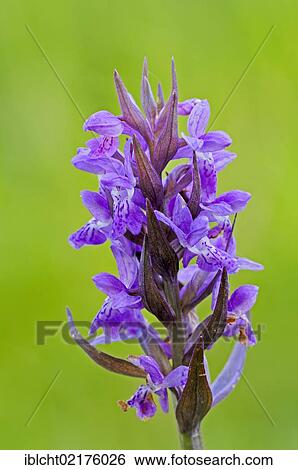Stock Photograph - Broad-leaved Marsh Orchid (Dactylorhiza majalis), North Rhine-Westphalia, Germany, Europe. Fotosearch
