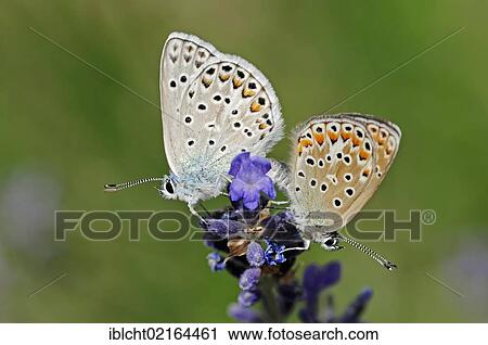 Brown Argus (Aricia agestis), pair mating, Provence, Southern France, France, Europe View Large Photo Image Stock Image - Brown Argus (Aricia agestis), pair mating, Provence, Southern France, France, Europe. Fotosearch