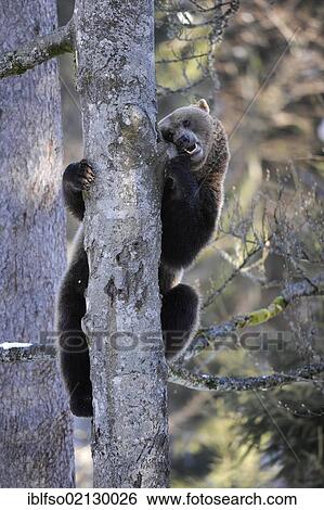 Stock Photograph - Brown Bear (Ursus arctos) climbing a tree, Bavaria, Germany, Europe. Fotosearch
