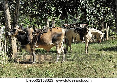 Bul and horse for riding, El Nicho Natural Park, Parque El Nicho, near Cienfuegos, Cuba, Greater Antilles, Caribbean, Central America, America, North America View Large Photo Image Stock Image - Bul and horse for riding, El Nicho Natural Park, Parque El Nicho, near Cienfuegos, Cuba, Greater Antilles, Caribbean, Central America, America, North America. Fotosearch