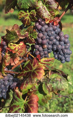 Bunch of red grapes View Large Photo Image Stock Photo - Bunch of red grapes. Fotosearch