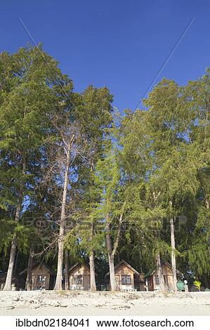 Stock Image - Bungalow resort under casuarina trees, Ko Lipe island, part of Tarutao National Marine Park, Thailand, Asia. Fotosearch