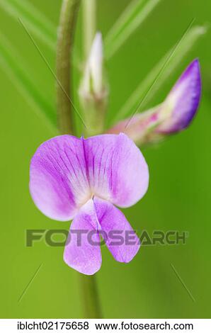 Stock Photo - Bush Vetch (Vicia sepium), flowering, North Rhine-Westphalia, Germany, Europe. Fotosearch