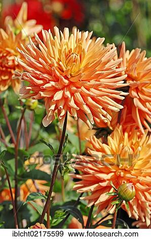 Stock Photo - Cactus Dahlia Resi Fuellerer (Dahlia sp. ), flowers. Fotosearch